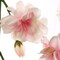 3-Pack: 4.5ft Light Pink Cherry Blossom Garland by Floral Home&#xAE;